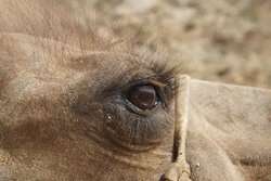 loyal-camel3.jpg loyal-camel3.jpg