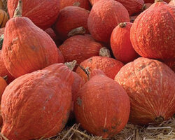Golden-Hubbard-Squash-Seeds.jpg Golden-Hubbard-Squash-Seeds.jpg