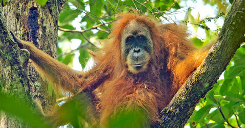 tapanuli-orang-utan-sumatra.jpg tapanuli-orang-utan-sumatra.jpg