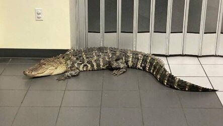 hernando-gator-RESIZED.jpg hernando-gator-RESIZED.jpg