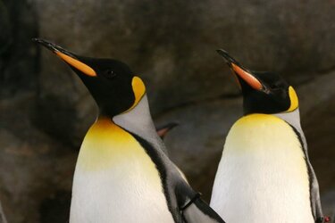 penguins oddjob.jpg penguins oddjob.jpg