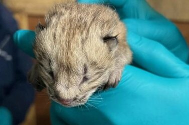 Canada-lynx-gives-birth-to-litter-of-kittens-at-Seneca-Park-Zoo.jpg Canada-lynx-gives-birth-to-litter-of-kittens-at-Seneca-Park-Zoo.jpg