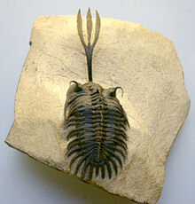 Trilobite_Walliserops_trifurcatus.jpg Trilobite_Walliserops_trifurcatus.jpg