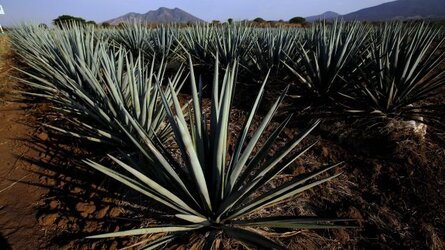230221141538-02-tequila-agave-bats-climate-change.jpg 230221141538-02-tequila-agave-bats-climate-change.jpg