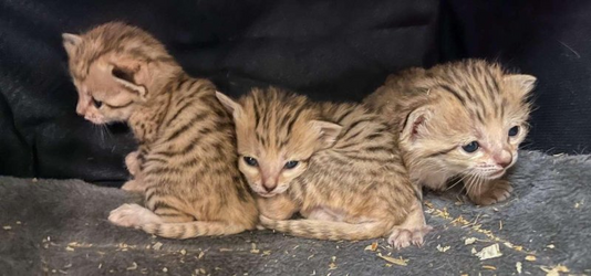 sand cat kittens.png sand cat kittens.png