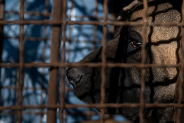 cage.png cage.png