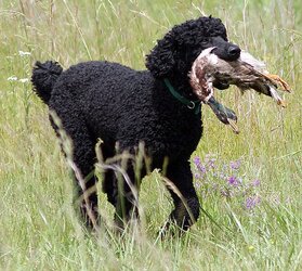 Bo_the_poodle_retrieving_a_duck.jpg Bo_the_poodle_retrieving_a_duck.jpg