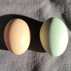Eggs.jpg Eggs.jpg