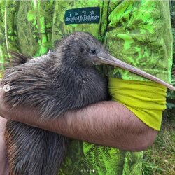 kiwi 2.jpg kiwi 2.jpg