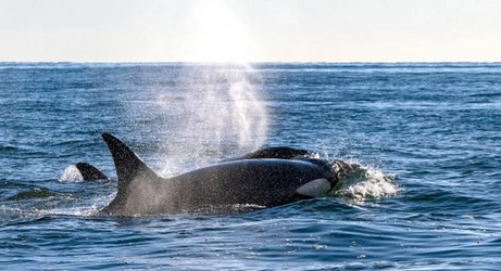 orca.png orca.png