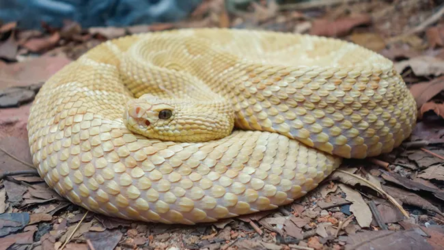 golden lancehead.png golden lancehead.png