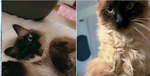 puffball of doom.jpg puffball of doom.jpg