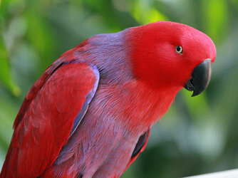 Eclectus_Parrot_RWD.jpg Eclectus_Parrot_RWD.jpg