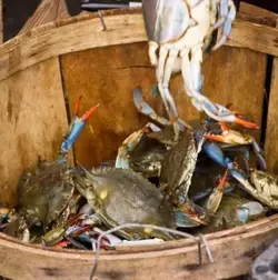 Bucket-of-crabs.webp Bucket-of-crabs.webp