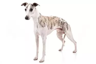 Whippet-On-White-01.webp Whippet-On-White-01.webp