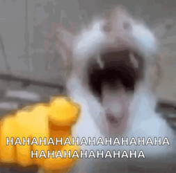 laughing-cat.webp laughing-cat.webp
