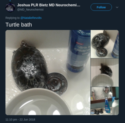 turtle bath.png turtle bath.png