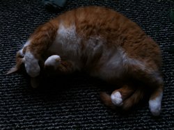 image.jpg