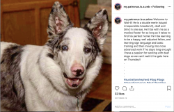 Screen Shot 2019-11-16 at 8.23.05 PM.png