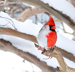 Cardinal-feature-550-2013-08.jpg