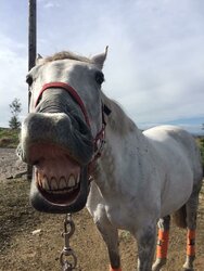 teeth-1.jpg