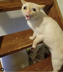 ed5.png