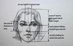 FaceProportions.jpg