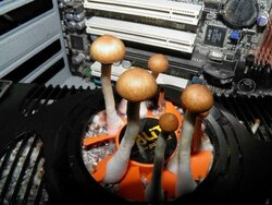 mushrooms in the gpu.jpg