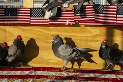 pigeon1.jpg