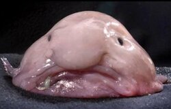o-BLOBFISH-facebook.jpg