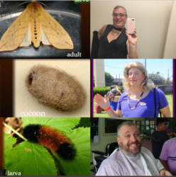 moth.png