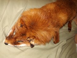 Dead_Fox.jpg