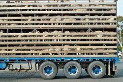 sheep-in-a-truck.jpg