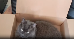 WowSoMuchPackingGoingOn.png