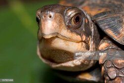 gettyimages-157501444-612x612.jpg
