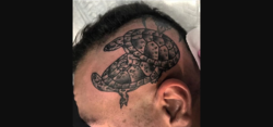 tat tortoises why.png