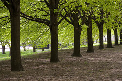 trees.jpg