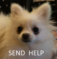 zoe-dog.png