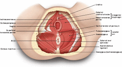 pelvic floor.gif