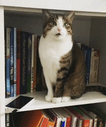 funny-cats-being-jerks-13-5aba04979093a__700.gif
