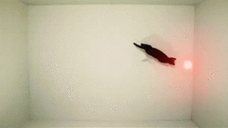 Laser cat.gif