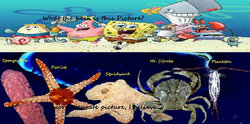 spongebob_spergpants_diagram.jpg