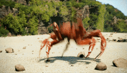 crab.gif