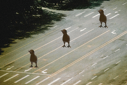 oie_oie_overlay.gif