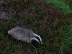 MHuW96t.gif