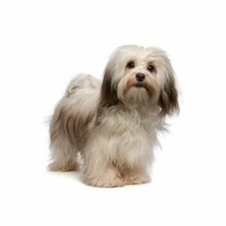 havanese-300x300.jpg