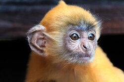 yellow-furry-monkey-baby.jpg.620x0_q80_crop-smart_upscale-true.jpg