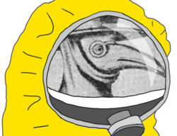 43b.png