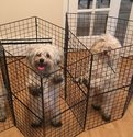 wu_dogprison.jpg