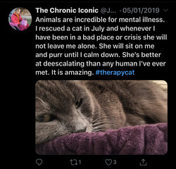 therapycat.jpg